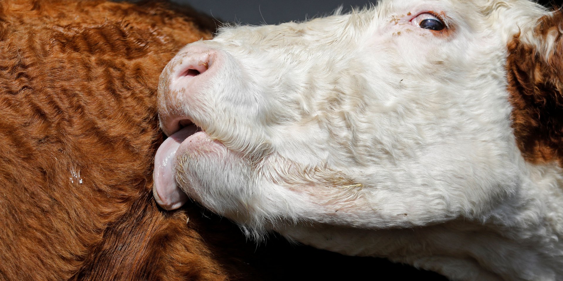 В Сибири массово забивают коров. Что происходит?