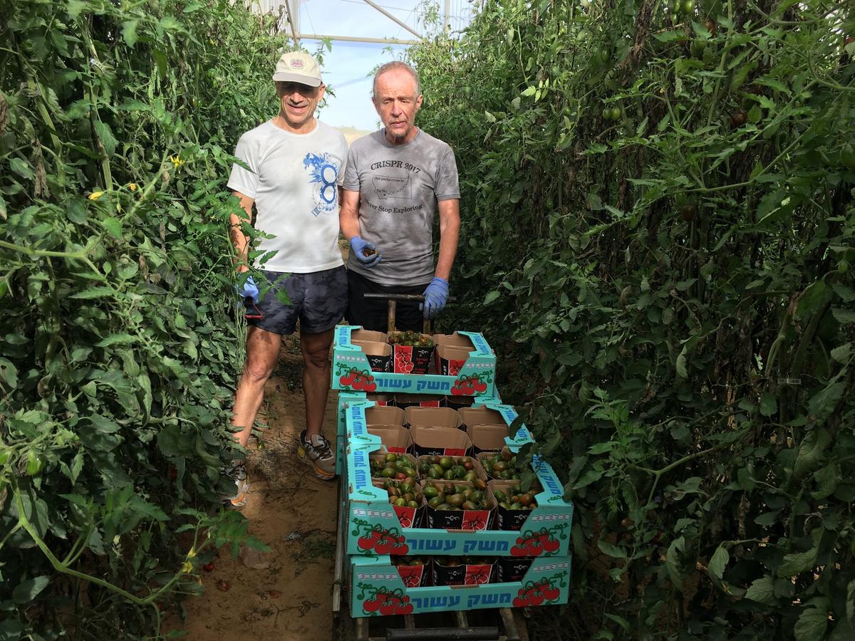 Биолог Евгений Кунин (справа) собирает помидоры, чтобы помочь стране