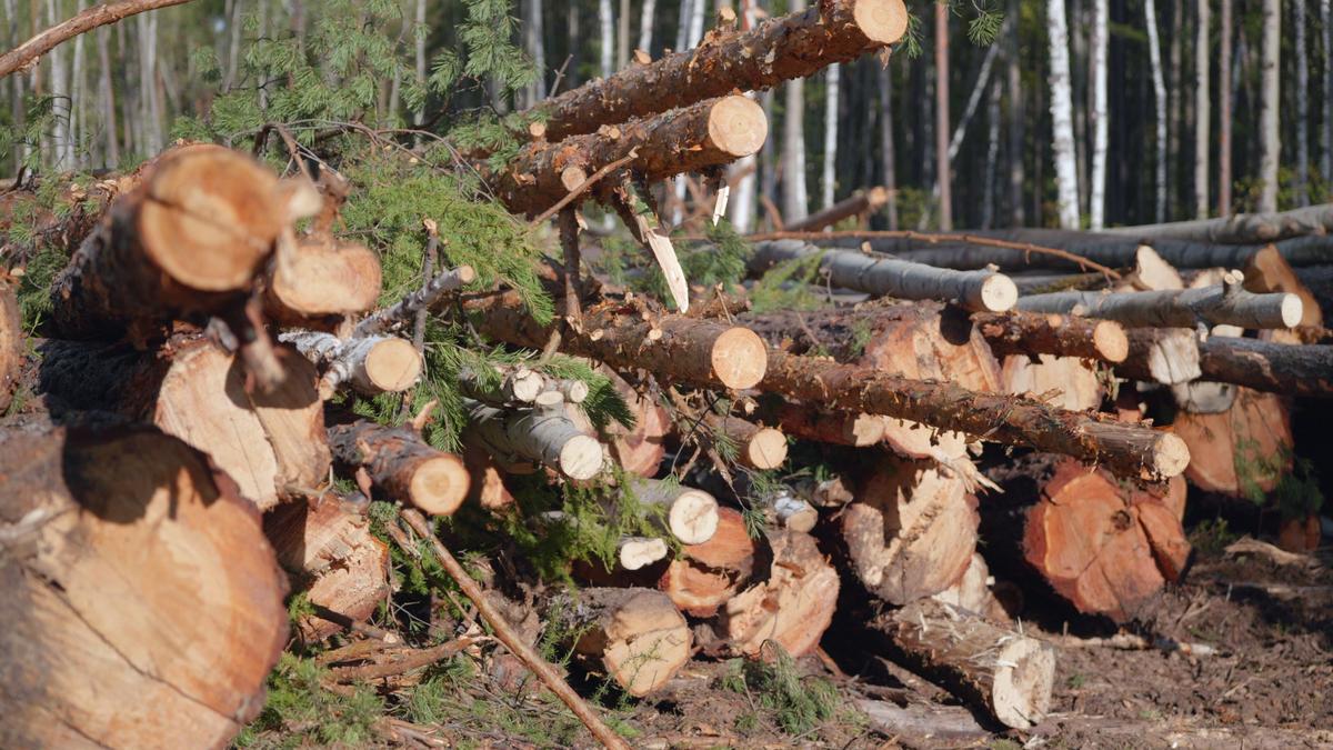Вырубленные деревья по маршруту будущей трассы