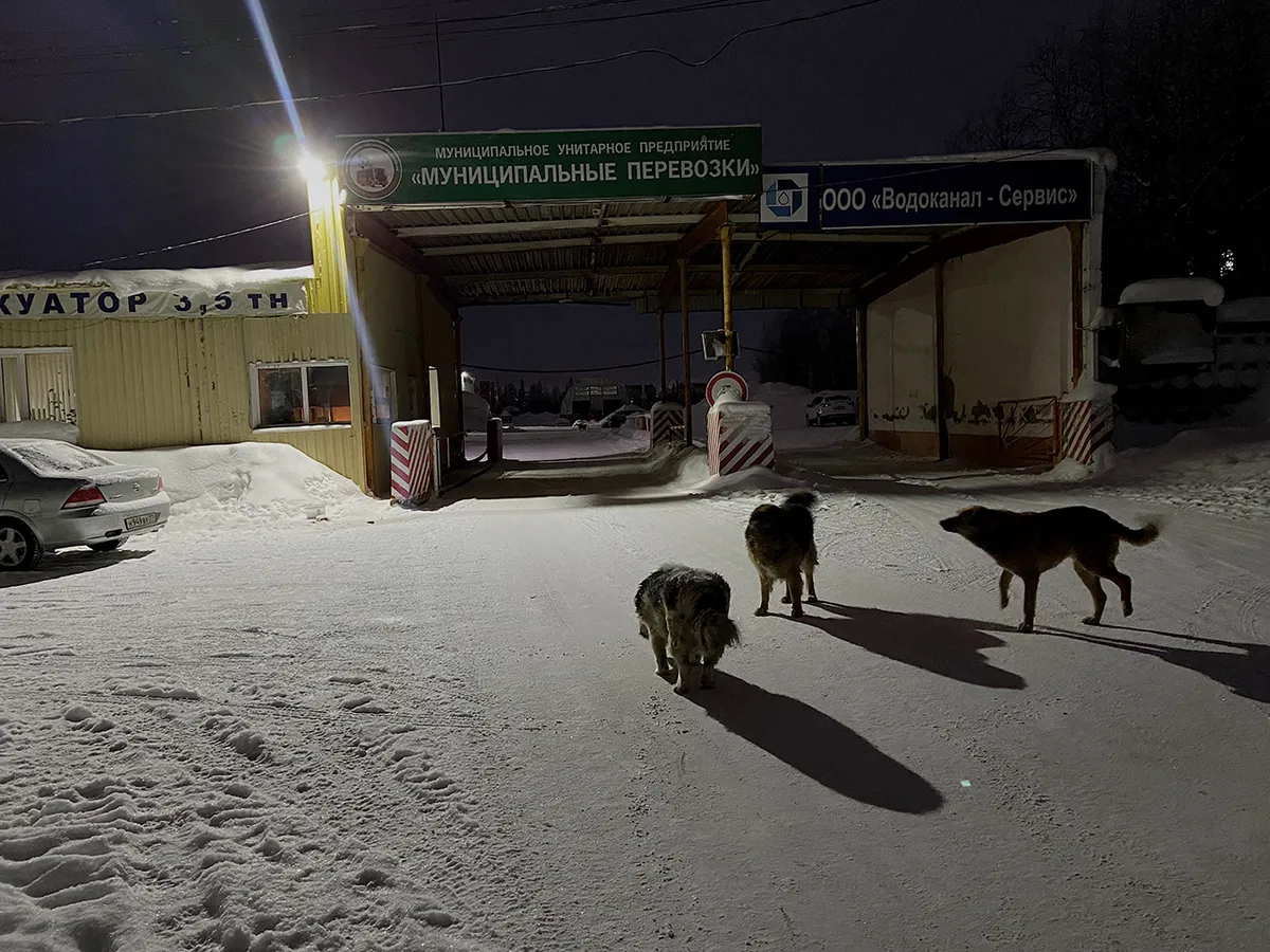 Вход на территорию предприятия «Муниципальные перевозки», где нашли тела собак