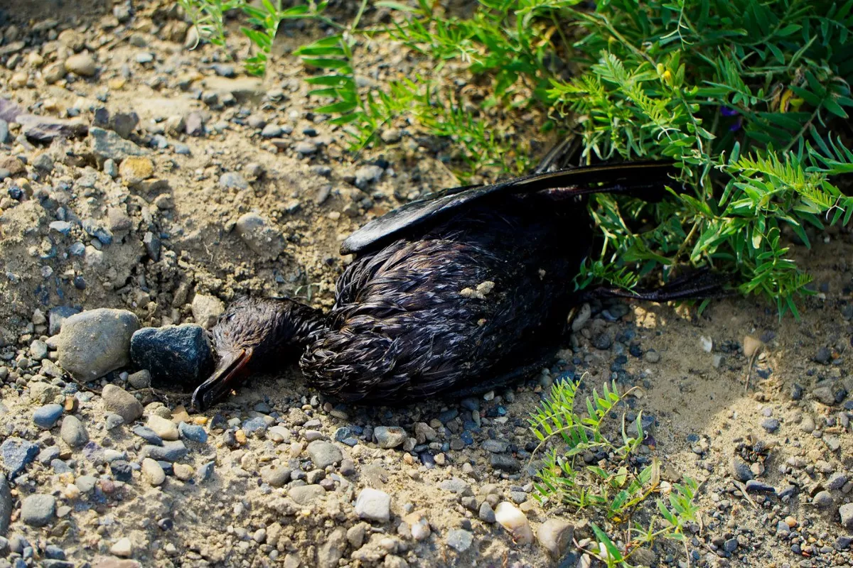 Птица попала в нефть и погибла
Усинск, 2016
