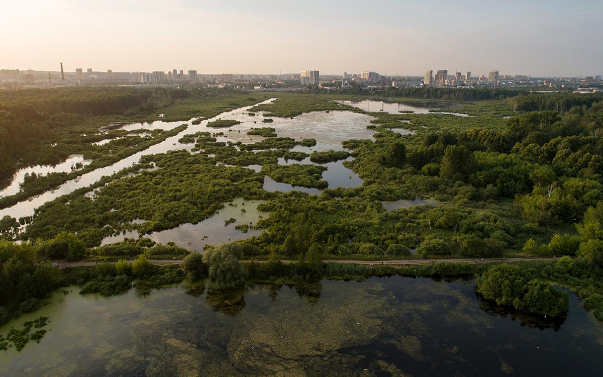 Яузские болота в национальном парке «Лосиный остров» в 2021 году